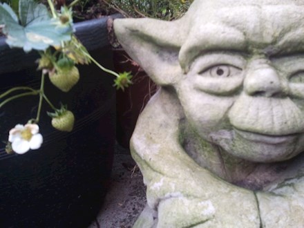 Yoda and the strawberry flower